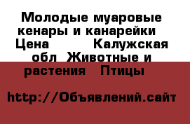 Молодые муаровые кенары и канарейки › Цена ­ 800 - Калужская обл. Животные и растения » Птицы   